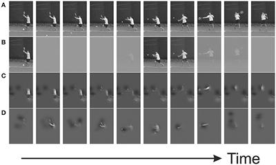 Classification Videos Reveal the Visual Information Driving Complex Real-World Speeded Decisions